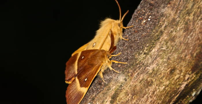 bombyx_du_chene_cr_a._dufey_et_g._genoni