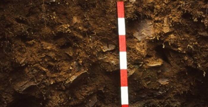 Braunerde @Urs Capaul