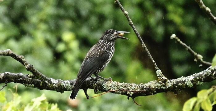 casse-noix_mouchete_cr_giulio_genoni