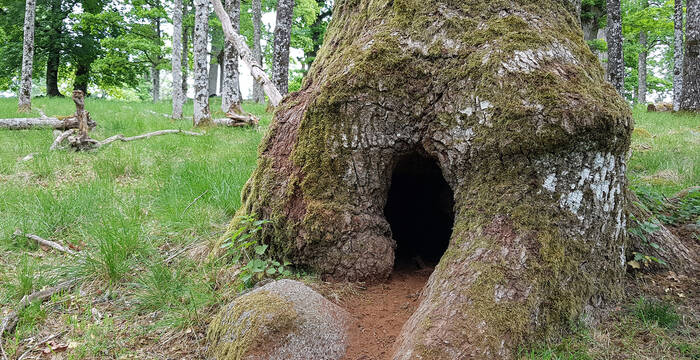 Cavité terreau pied