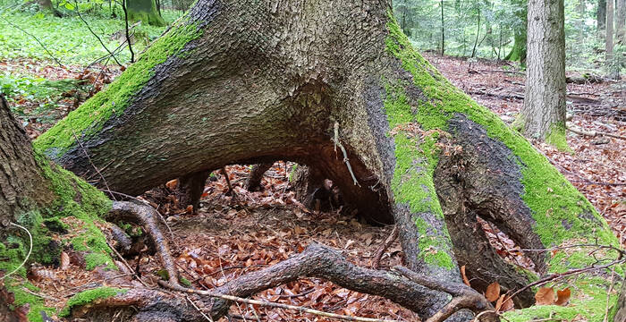 Concavité racinaire