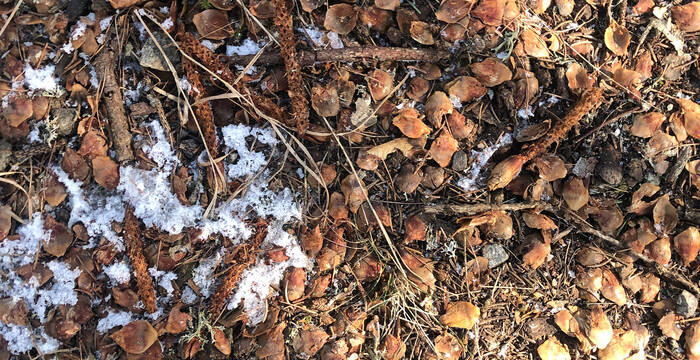 Frassspuren eines Eichhörnchens