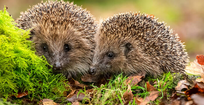 Hérissons