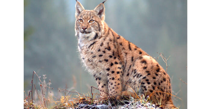 Luchs