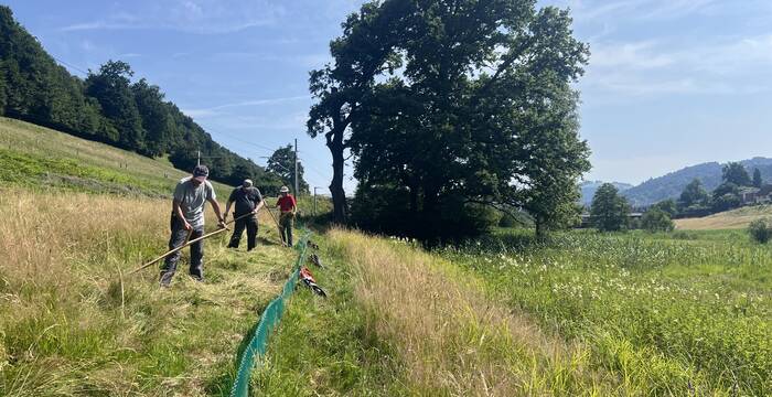 Mähen mit der Sense