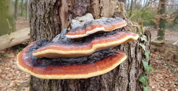 Polypore pérenne