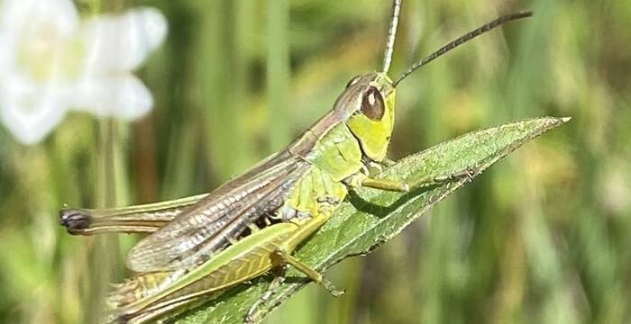 Heuschrecke