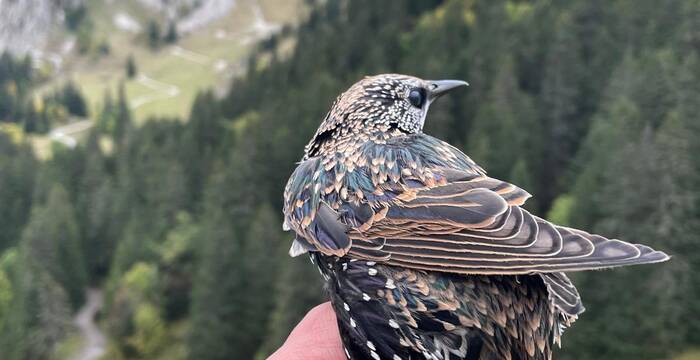 Casse-noix moucheté_jama_cr_Pyl