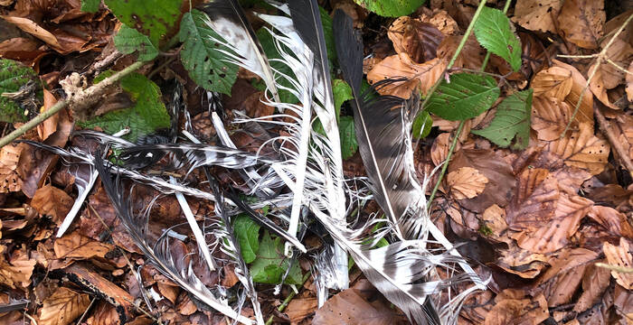 Rissbild eines Vogels