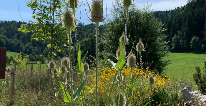 Wildbiendli-Paradies Einsiedeln