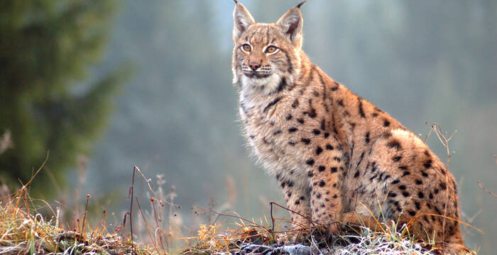 Luchs