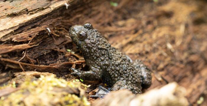 sonneur_a_ventre_jaune_cr_nicolas_bonzon