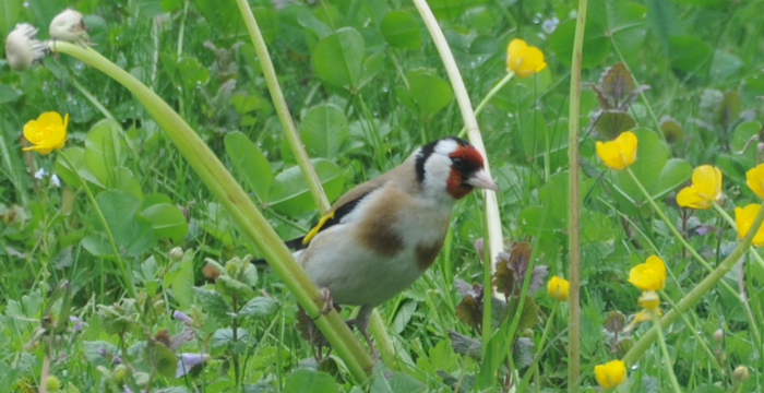 Stieglitz, Bild: CNA