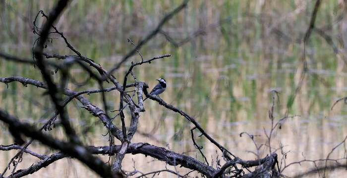 Tagesexkursion Wasseramsel, Aare bei Boningen AG