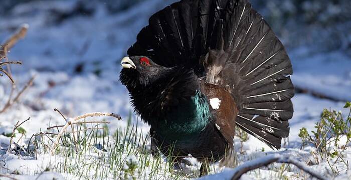 Grand_tetras_cr_zwerger-r-leben