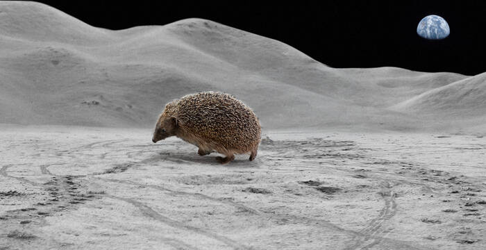Igel auf dem Mond