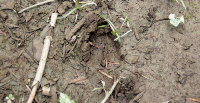 Spur eines Rehs im Matsch