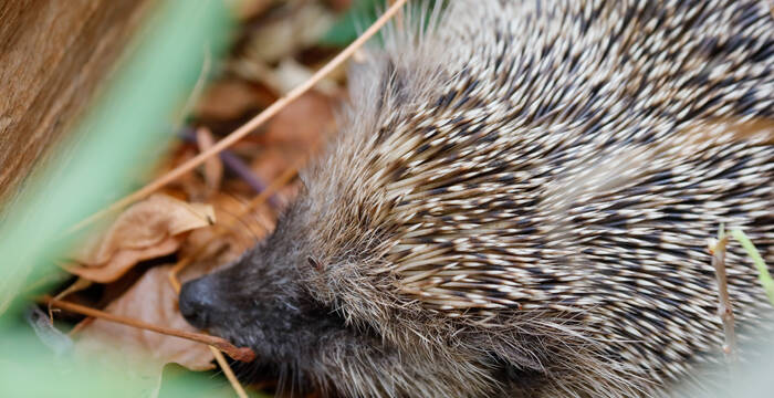 Igel