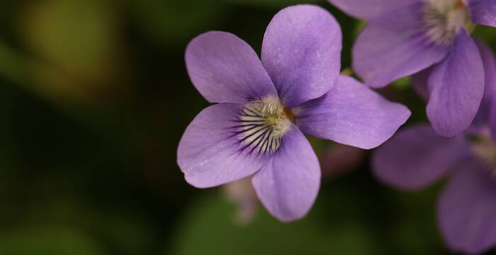 violette_des_bois_cr_silvana_manzocchi