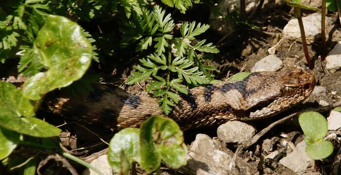 vipere_aspic_cr_giulio_genoni