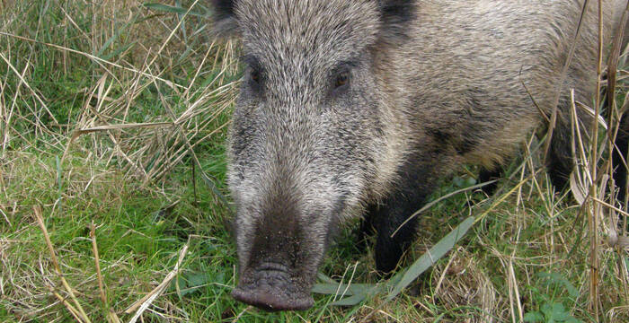 Wildschwein