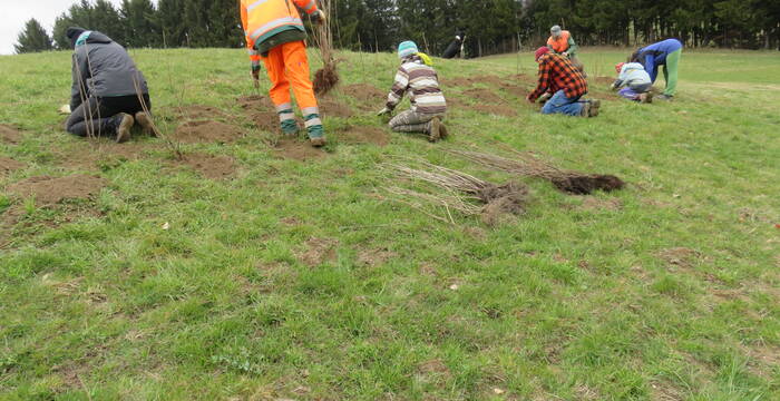 Heckenpflanzung