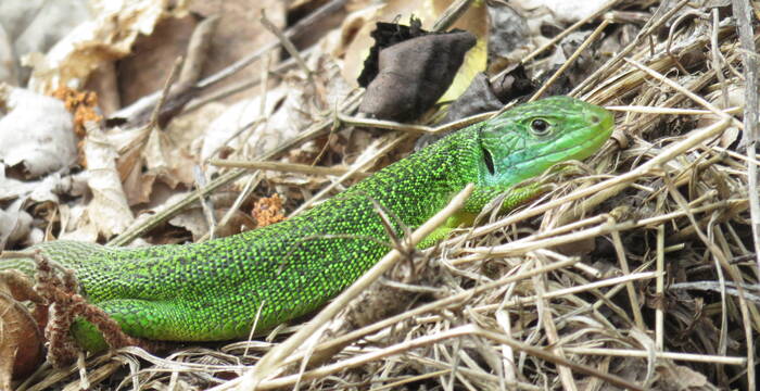 Lézard vert