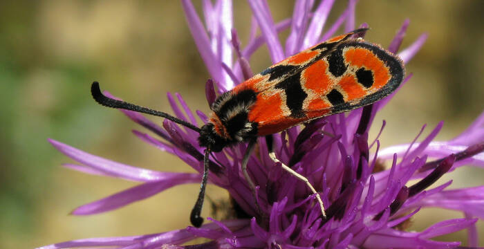 Zygaena fausta