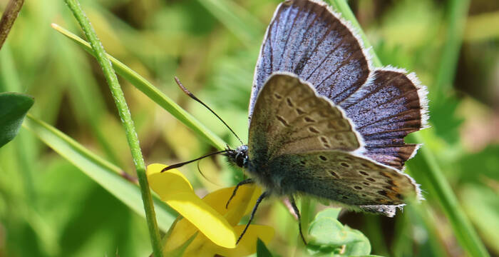 plebejus argus