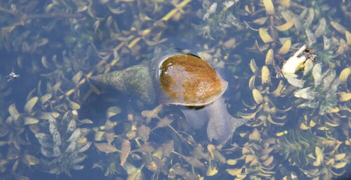 Spitzschlammschnecke
