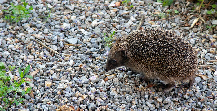Hérisson sur un chemin