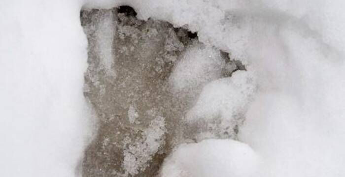 Der Beweis, dass Biber keinen Winterschlaf machen: Ein Abdruck eines Biber-Hinterfusses im Schnee.