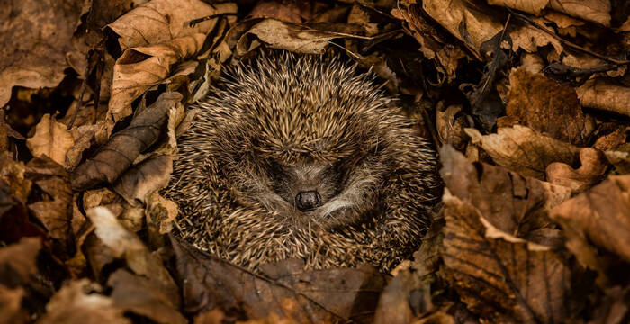 Hérisson en boule dans les feuilles mortes