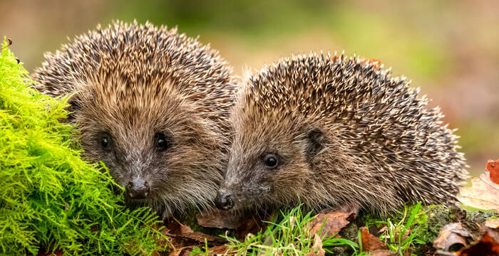 Deux hérissons