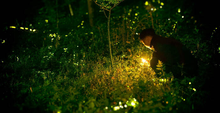 Homme observants des vers luisants