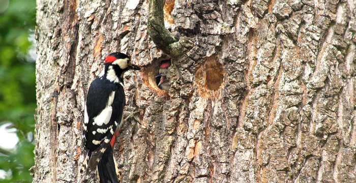 Aktion Spechte & Co. Thurgau