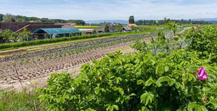 Heckenrosen am Rand der Gemüsekulturen in Iffwil BE