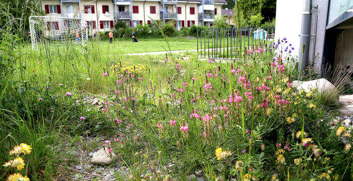 Natur im Siedlungsraum