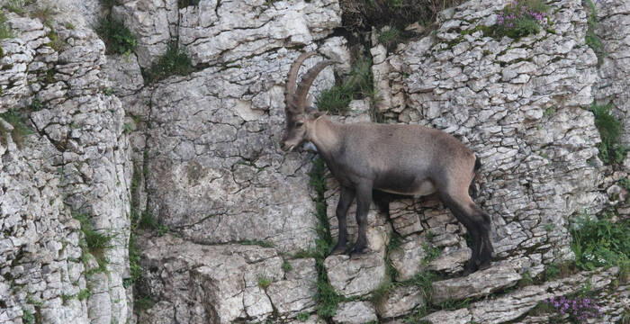 Steinbock auf einer Klippe