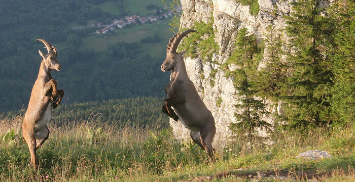 Bouquetins mâles en plein confrontation