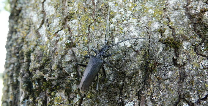 Chênes et habitants