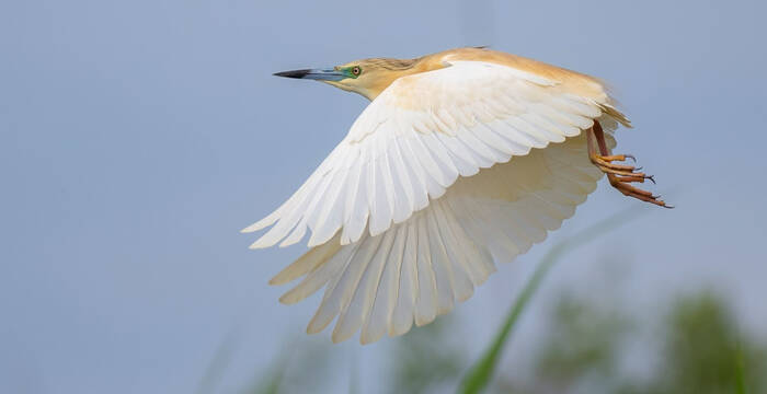 Crabier chevelu en vol