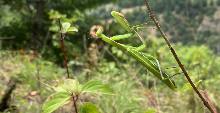 Avec un peu de chance, on peut observer des espèces rares sur les sites de travail, comme cette mante religieuse sur cette aire PPS en Valais, «zum Chrütz».