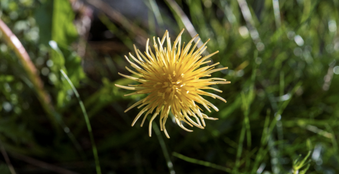  espece_rare_de_pissenlit_cr_jeremie_guenat
