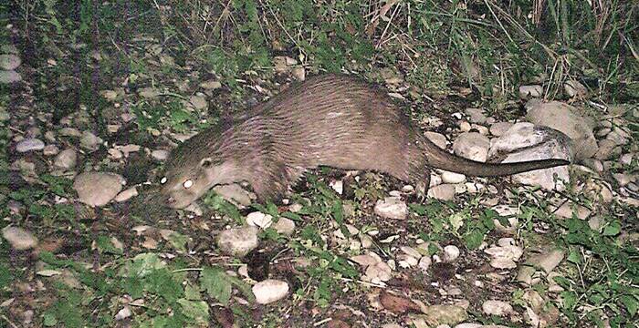 Fischotter (Nicolas Dussex)