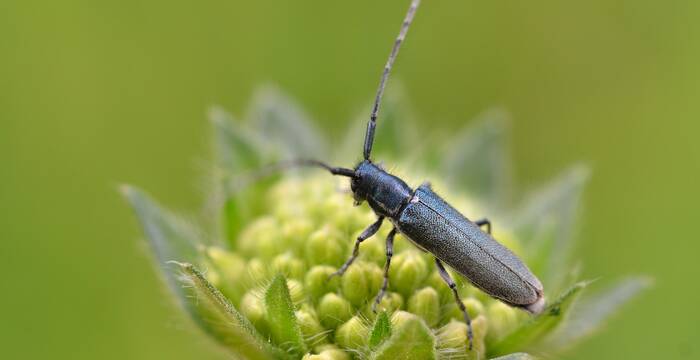 Glänzender Witwenblumenbock