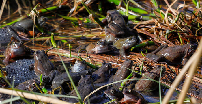 Grasfrösche bei der Paarung in einem Weier im Gurtental bei Köniz. © Matthias Sorg