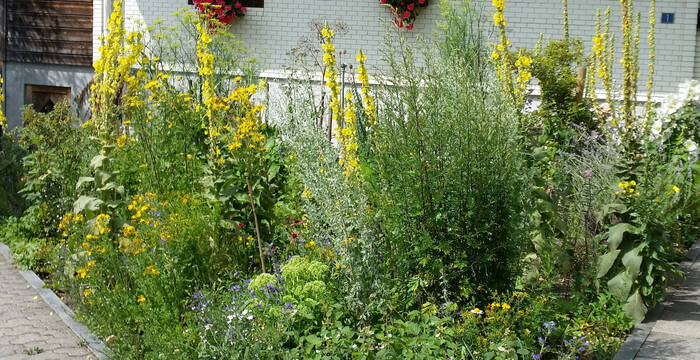 Heilpflanzengarte © Brigitte Waser