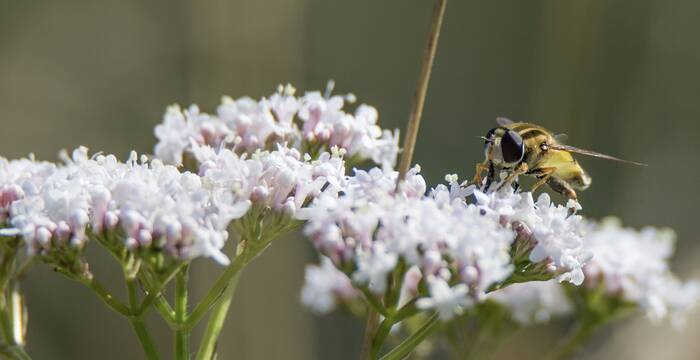  helophile_a_bandes_grises_cr_romain_dupraz