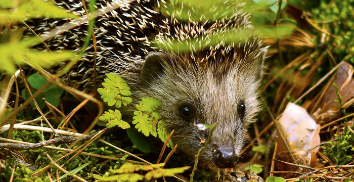 Igel bei der Futtersuche